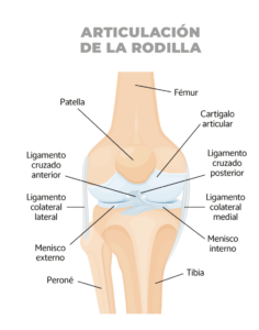 rodilla 1